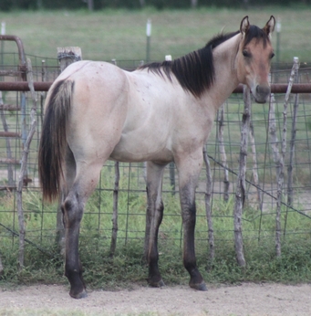 Blue Valentine Roan Draggin A Ranch Corsicana Tx Sale Barn